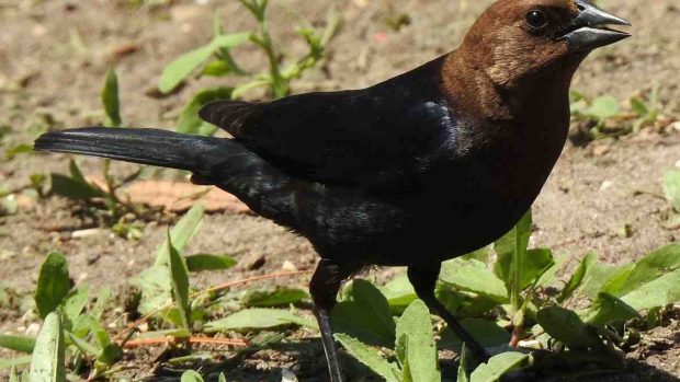 Aves curiosas, el tordo