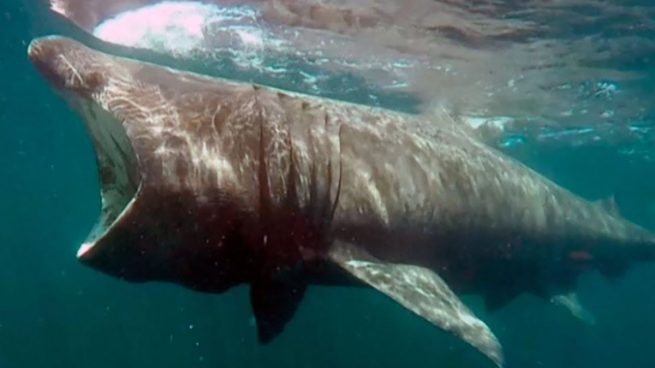 ¡Cuidado! Este verano habrá más tiburones en el Mediterrénao