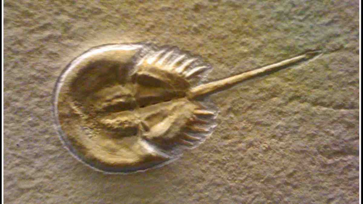 Animales prehistóricos xifosuros