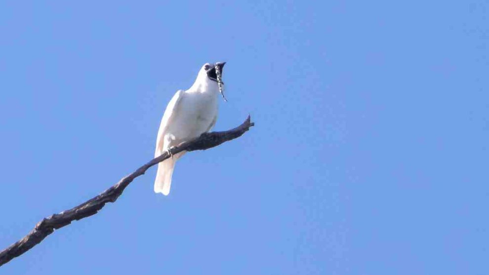 Características del pájaro más ruidoso