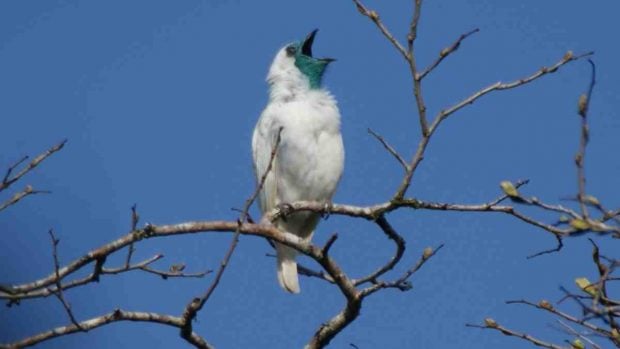 Pájaros ruidosos