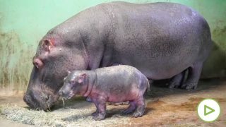 bebe-hipopotamo-bioparc-valencia