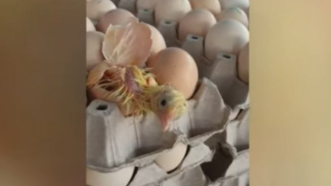 YouTube: Se hace viral el nacimiento de un pollito en un supermercado
