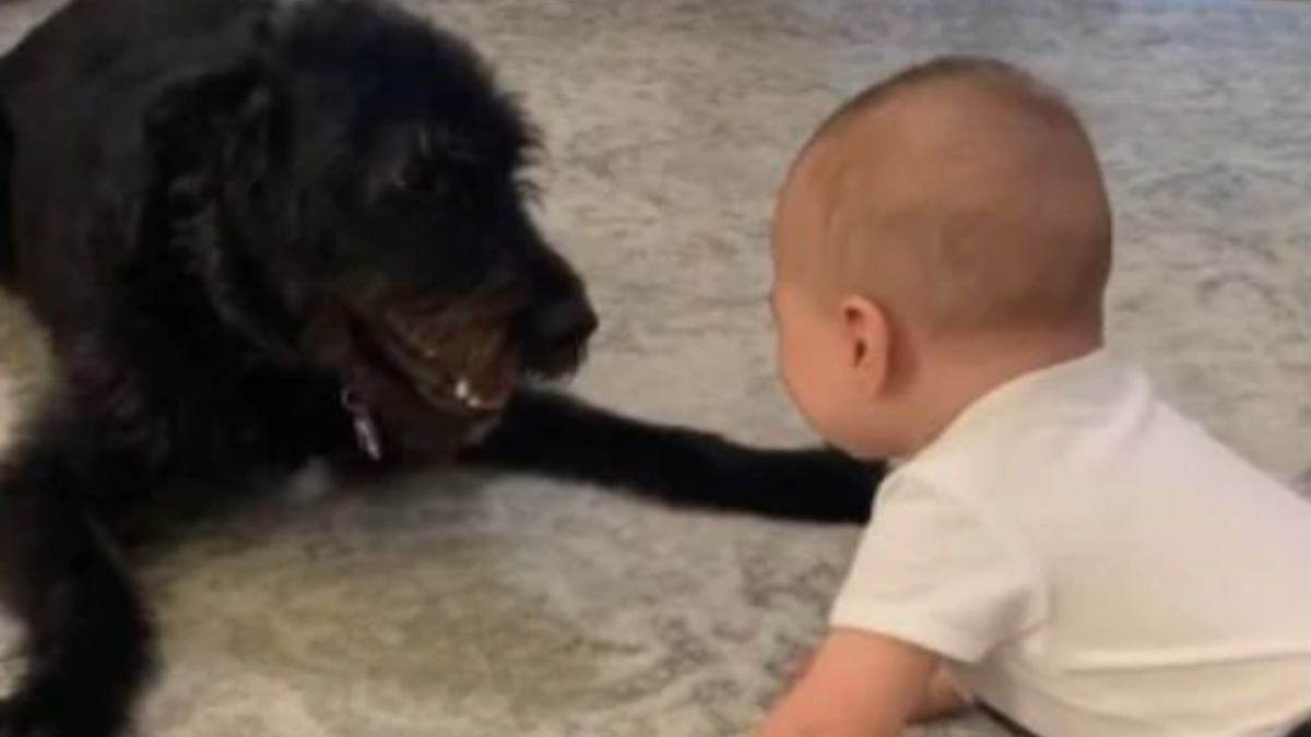 Facebook: La risa contagiosa de un bebé jugando con su perro se vuelve viral
