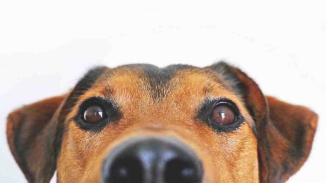 Úlcera corneal en perros
