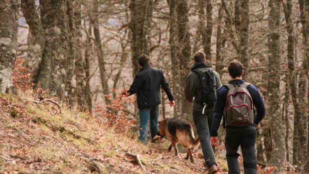 Perro en la montaña