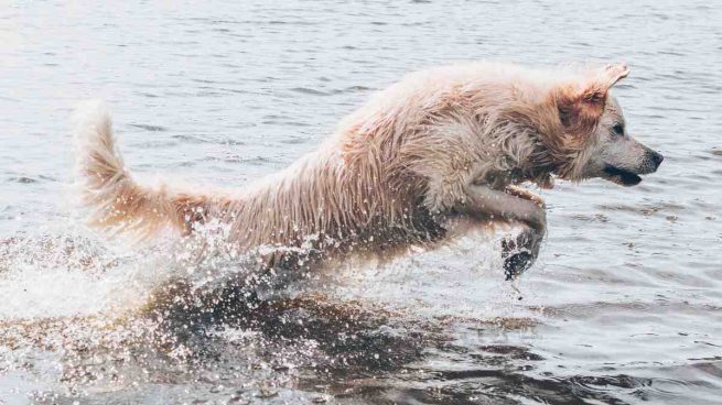 Perro en verano