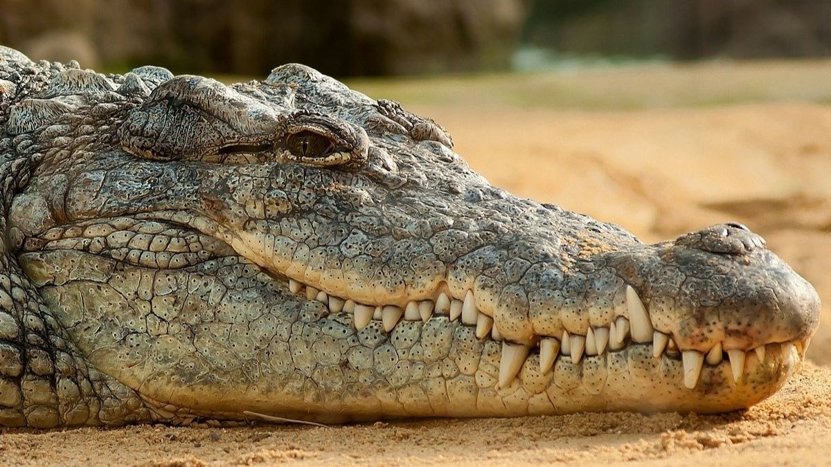 Qué hace un cocodrilo del Nilo en Valladolid? ¿Es una especie peligrosa?
