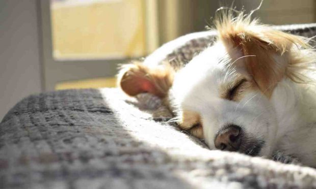 Perro solo en casa