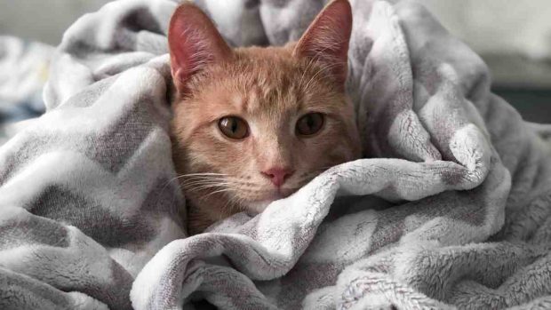Juegos con gato