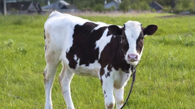 Las vacas podrían tener la solución contra el coronavirus