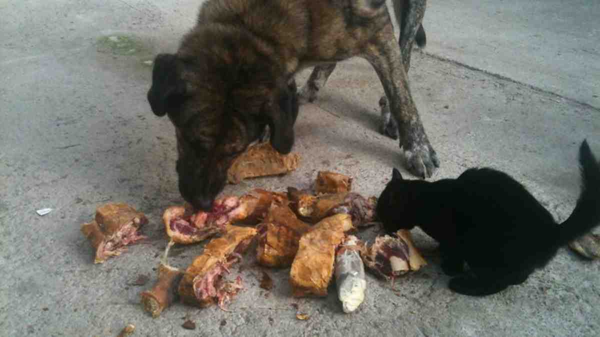 Sobras de comida para tu perro