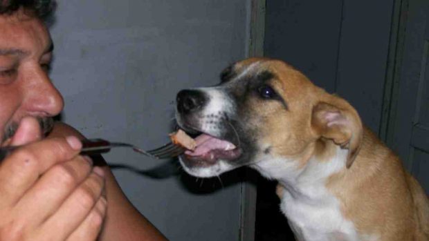 Comida para tu perro