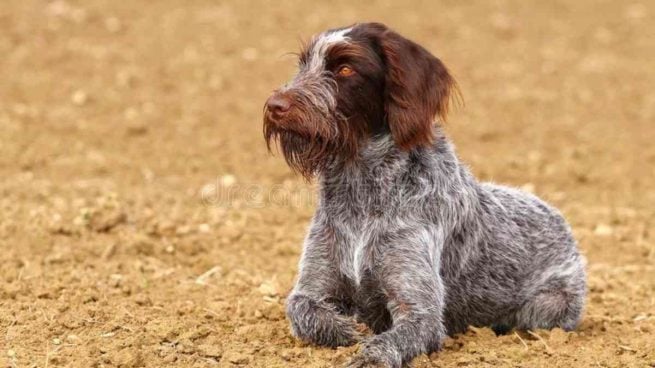 Perro checo barbudo