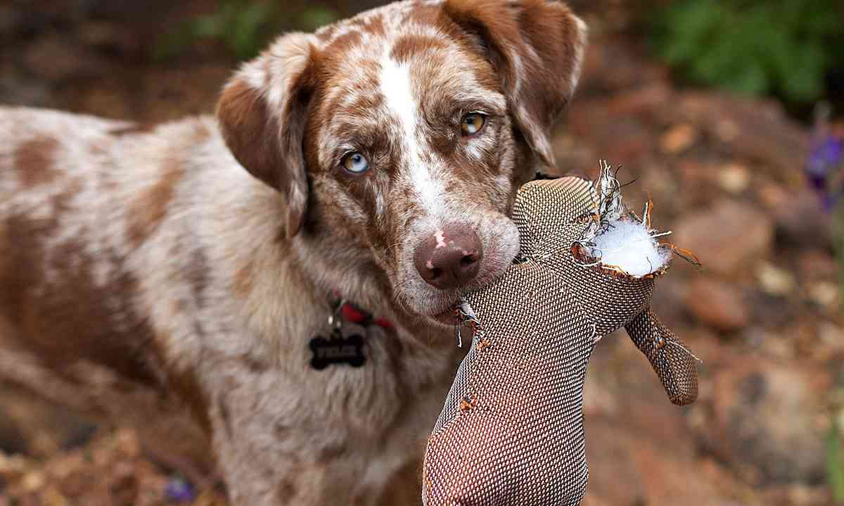 Curiosidades: impactación en mascotas