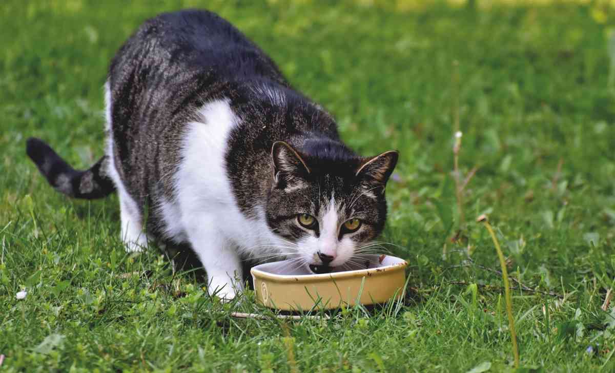 para gatos: ¿cuál es la mejor manera de alimentar a mascota?
