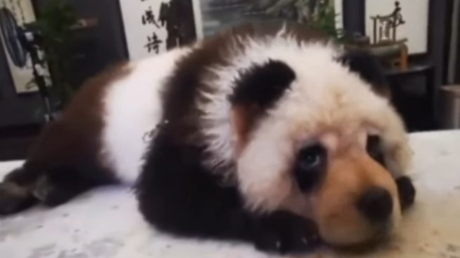 YouTube: Detienen a una mujer por pasearse por la calle con un perro que parecía un oso panda