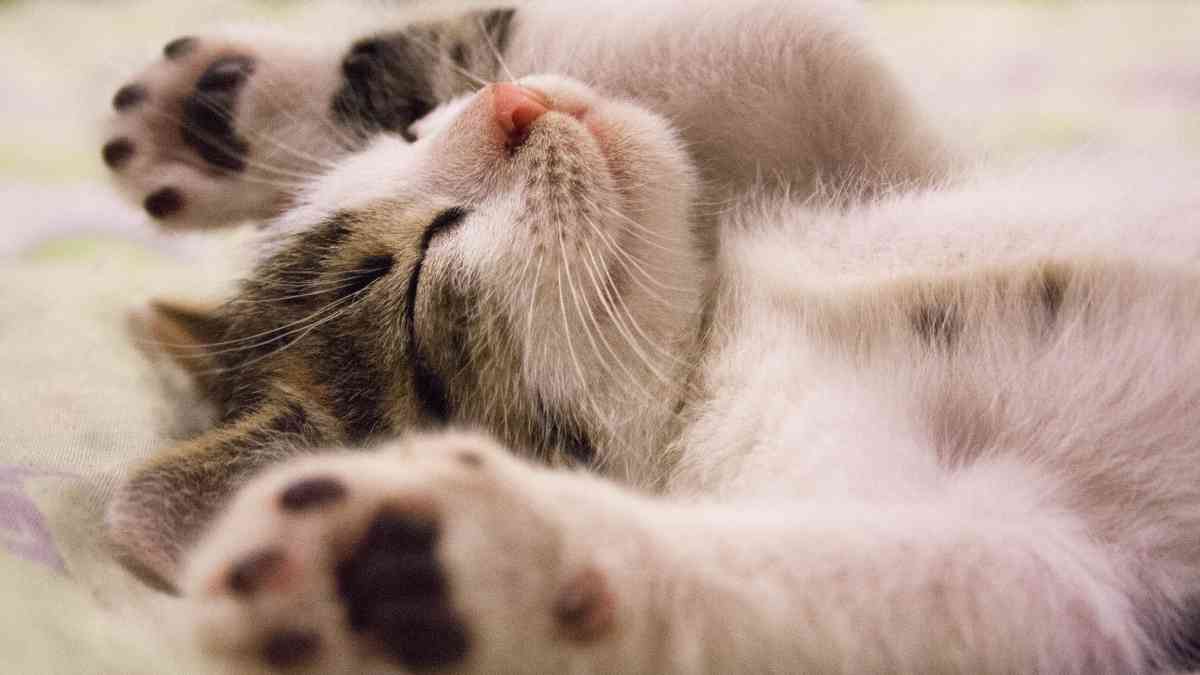 Consejos sobre la sordera en gatos