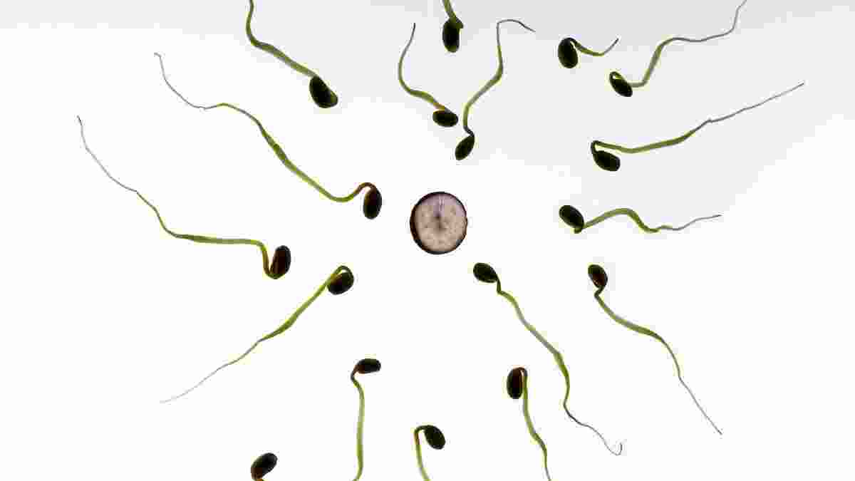 ¿Sabes lo que es un espermograma?