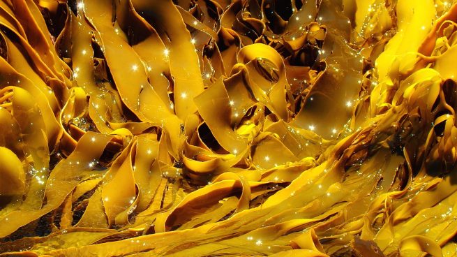 Kelp, el alimento saludable que debes conocer