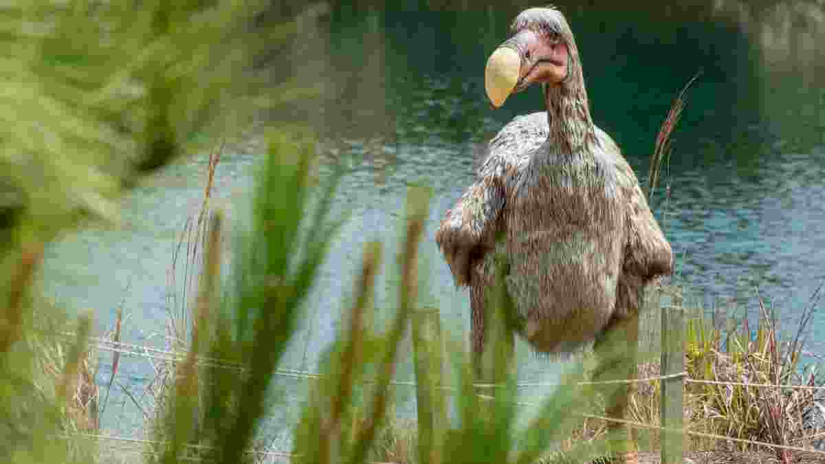 El dodo entre las aves extintas