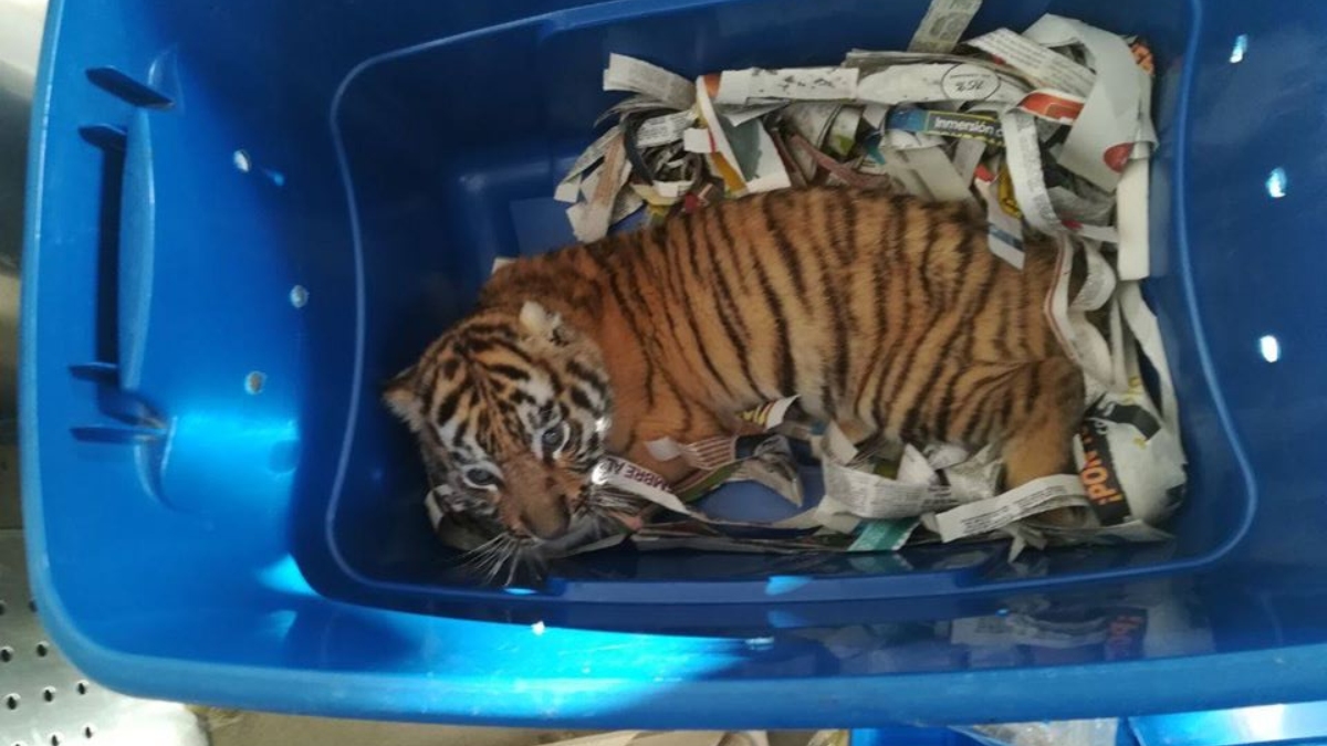 Facebook: Un perro antidrogas descubre un tigre de Bengala en un paquete sospechoso