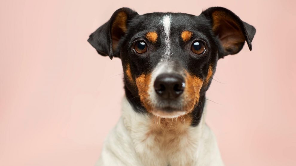 que pasa si un perro se come un escarabajo