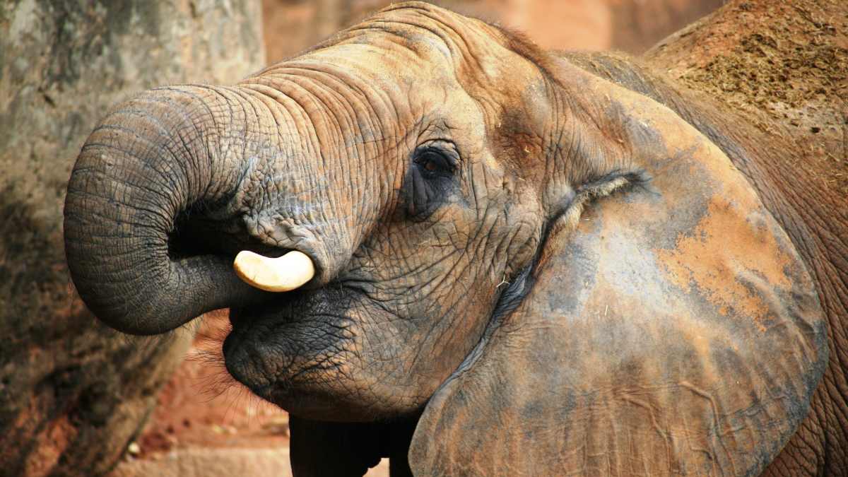 Los orígenes del elefante