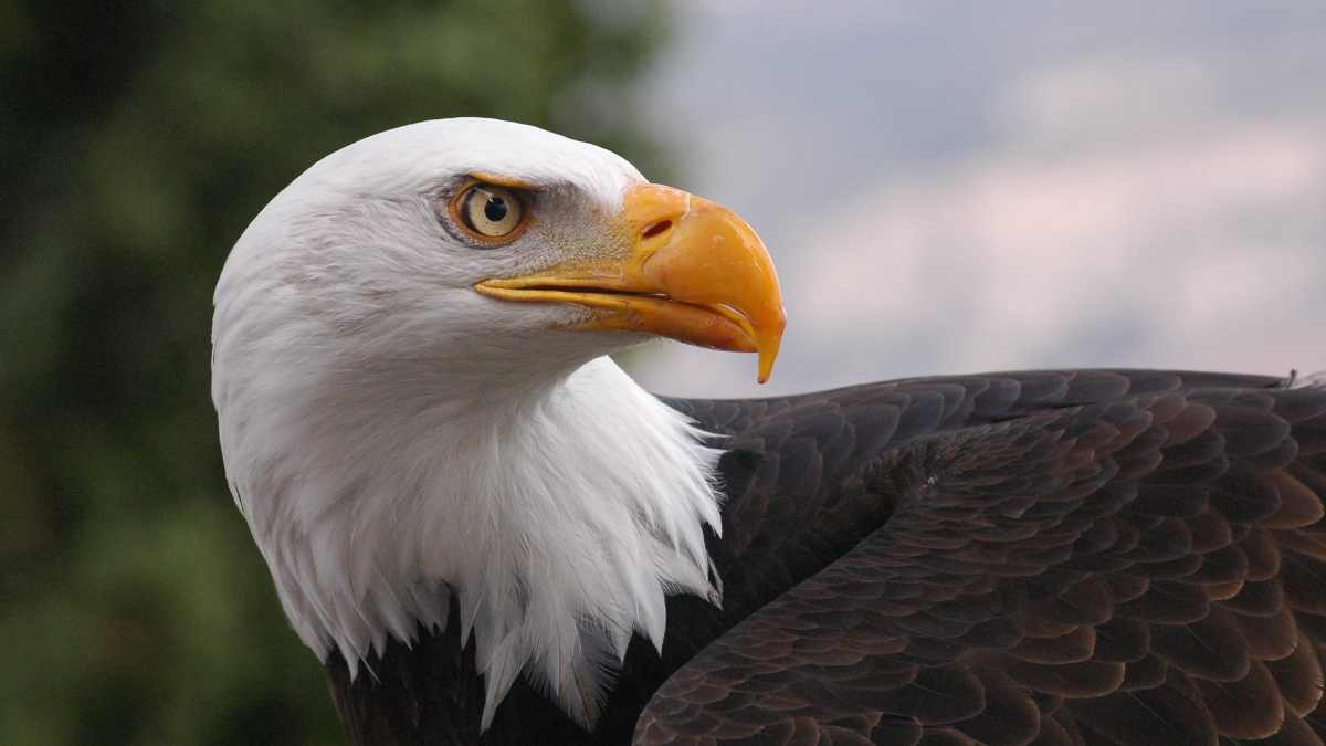 Conservación del águila en España