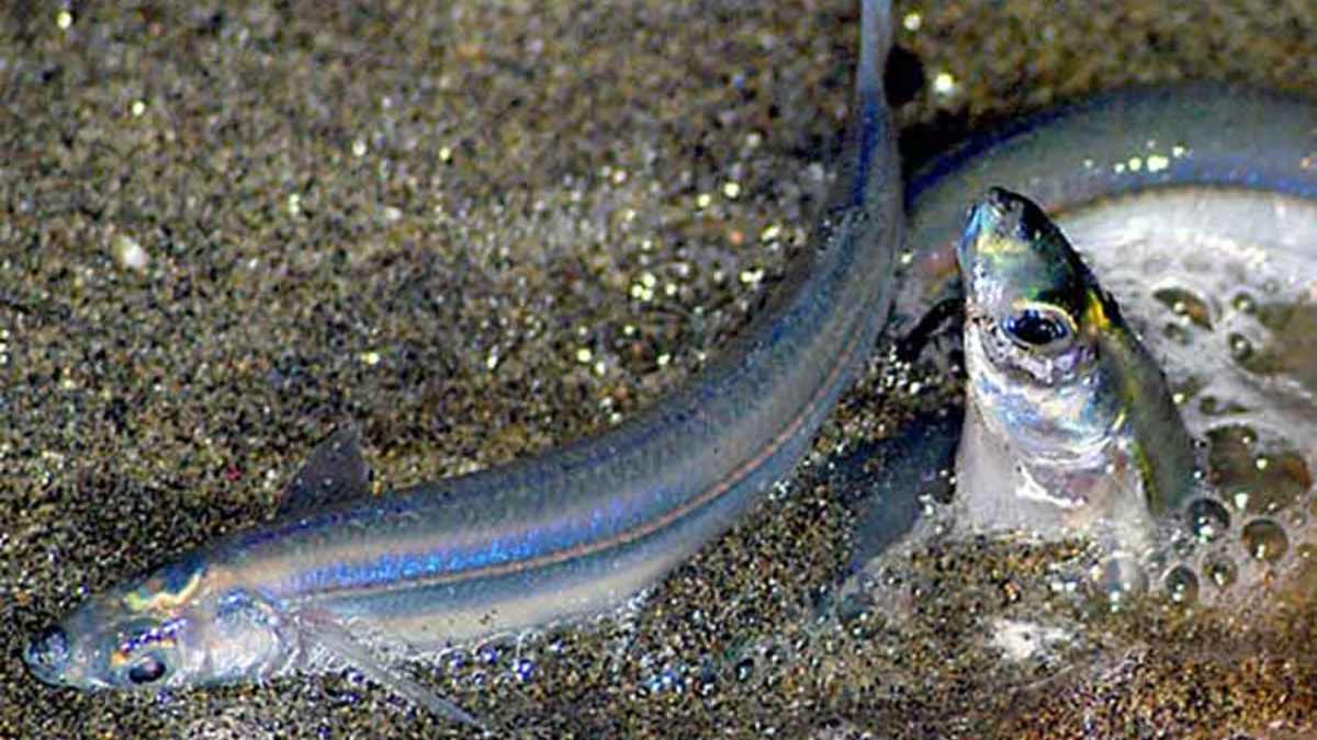 Peces curiosos: el pez gruñón
