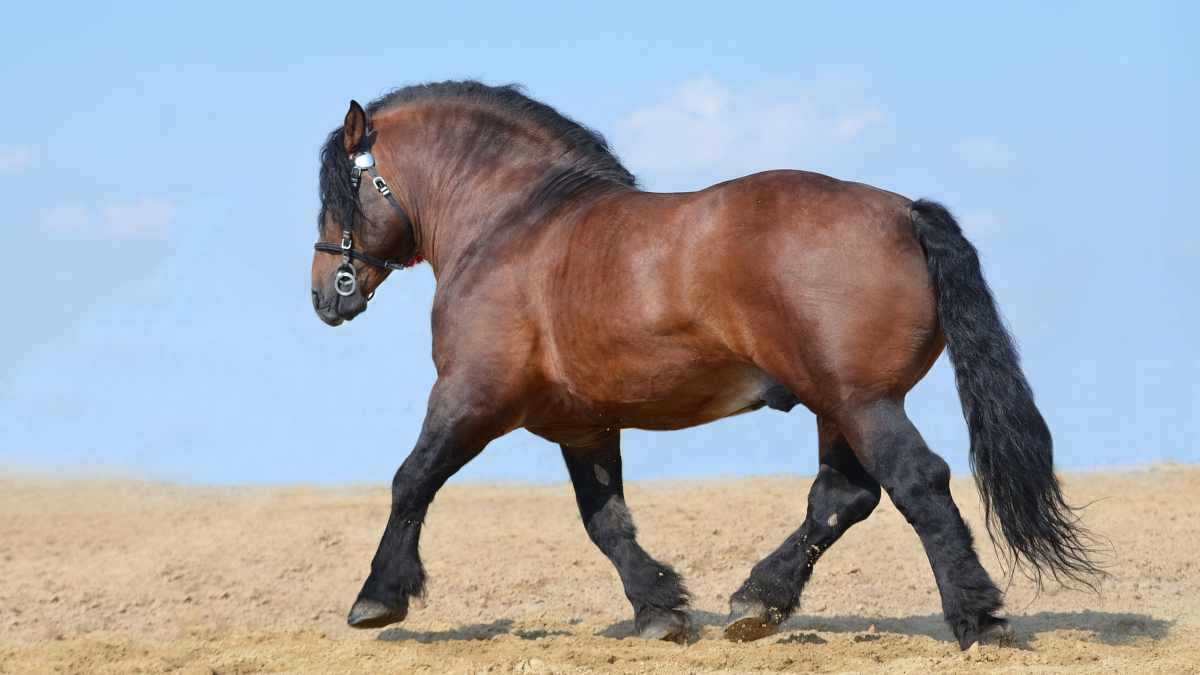 5 razas de caballo de tiro