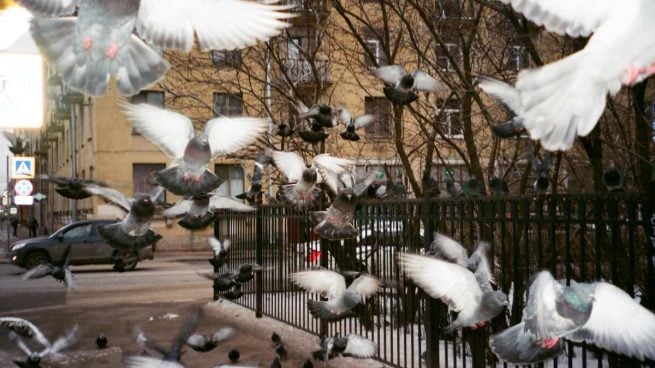 Aves urbanas