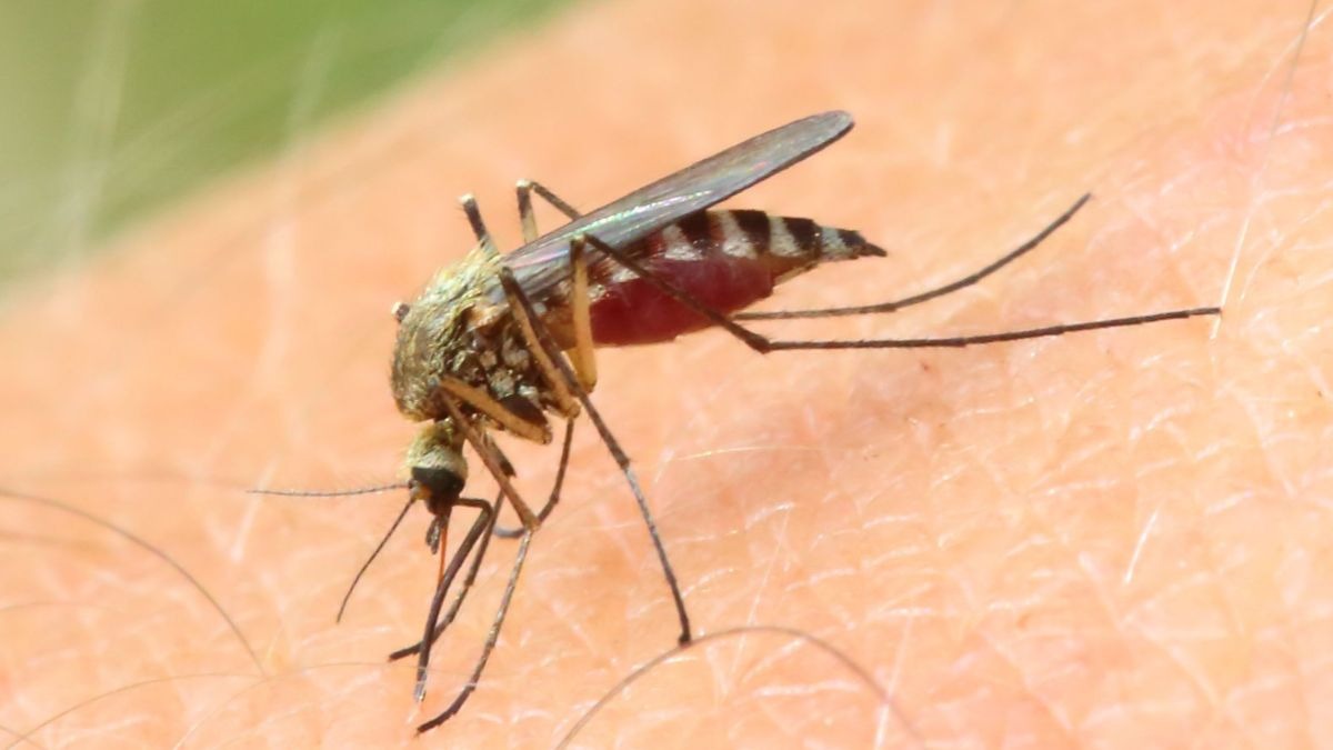 El mosquito que contagia el Virus del Nilo se expande por Andalucía y ya está en estos 12 municipios .
