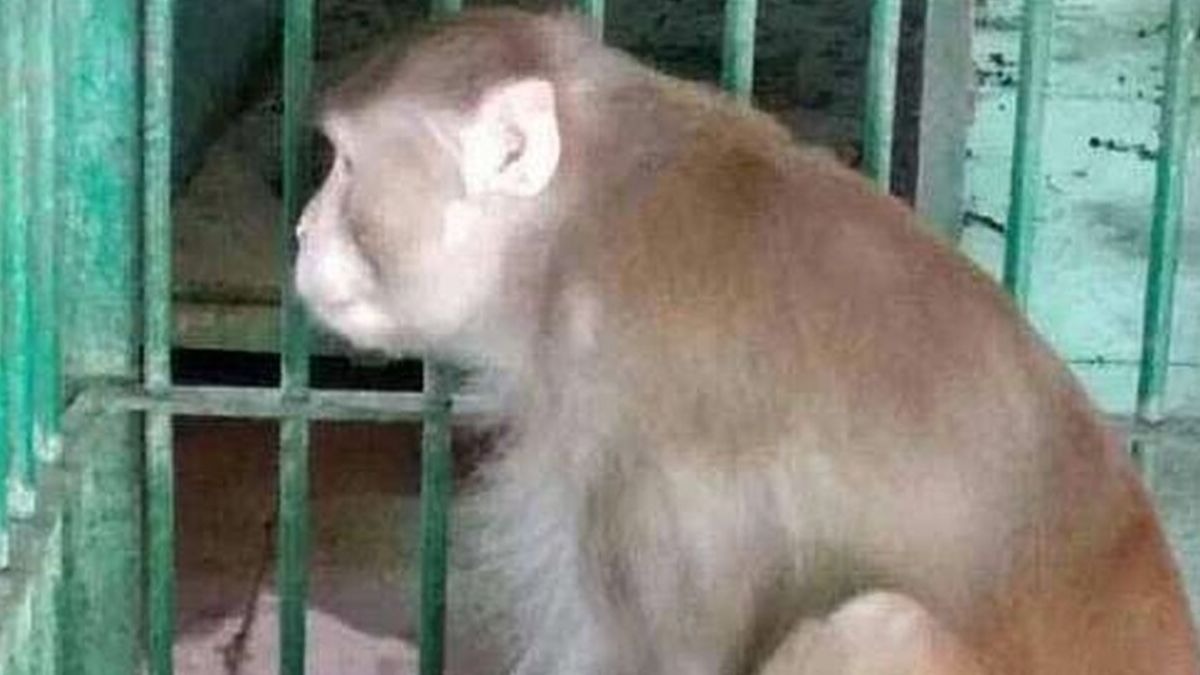 Mono condenado a cadena perpetua