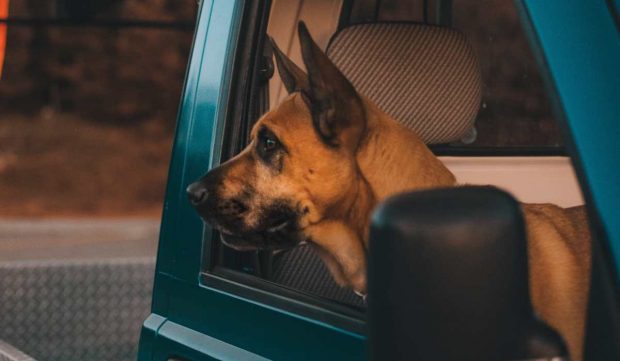 7 Accesorios básicos para viajar en coche con perro - Pinna the corgi