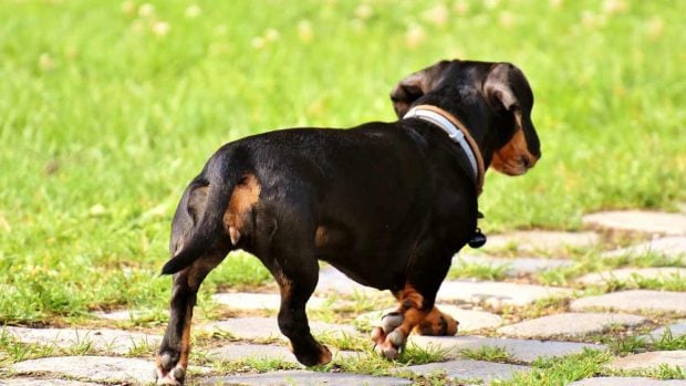 Perros que pueden ser obesos con facilidad