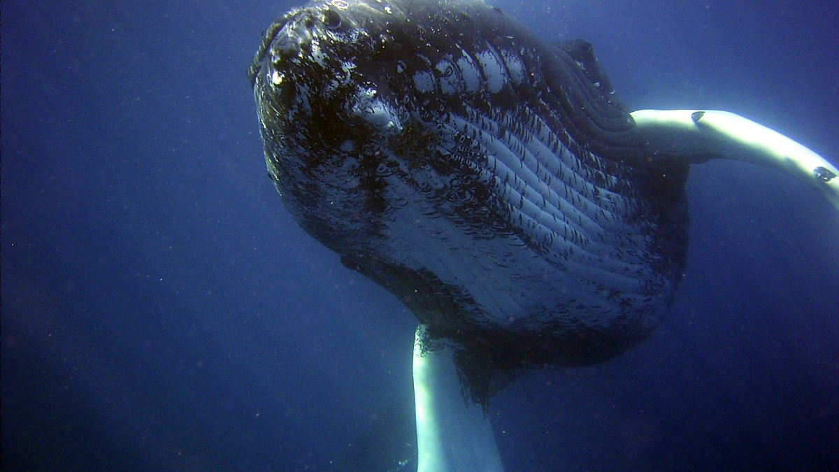 Animales grandes: la ballena de mayor tamaño