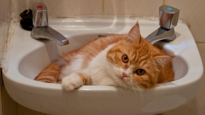 El baño en tu gato