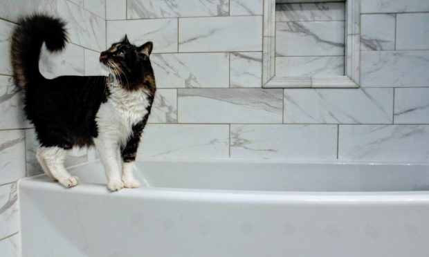 Baños en tu gato