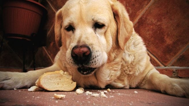 Alimentos mascotas