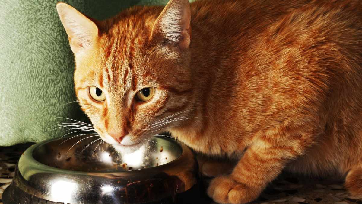 Tu gato y un pastel de carne