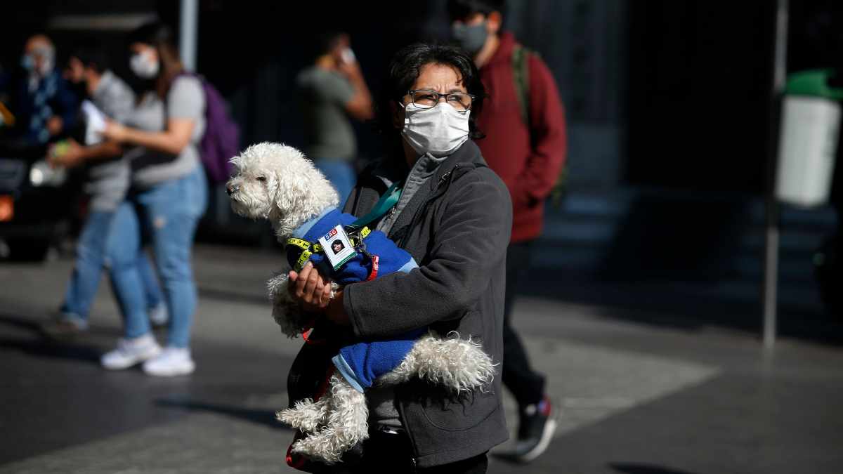 Coronavirus y mascotas