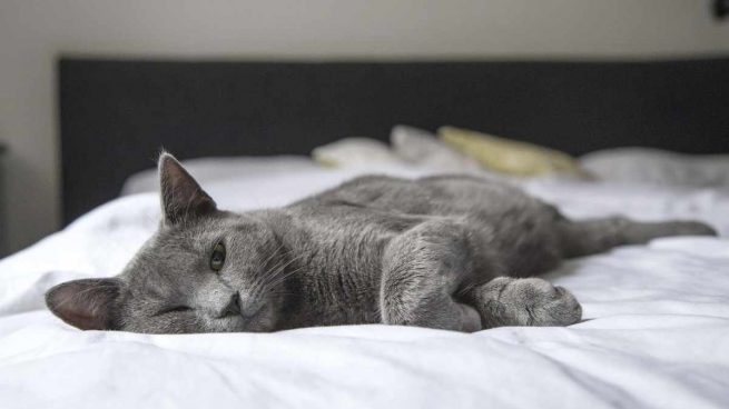 Gato esterilizado