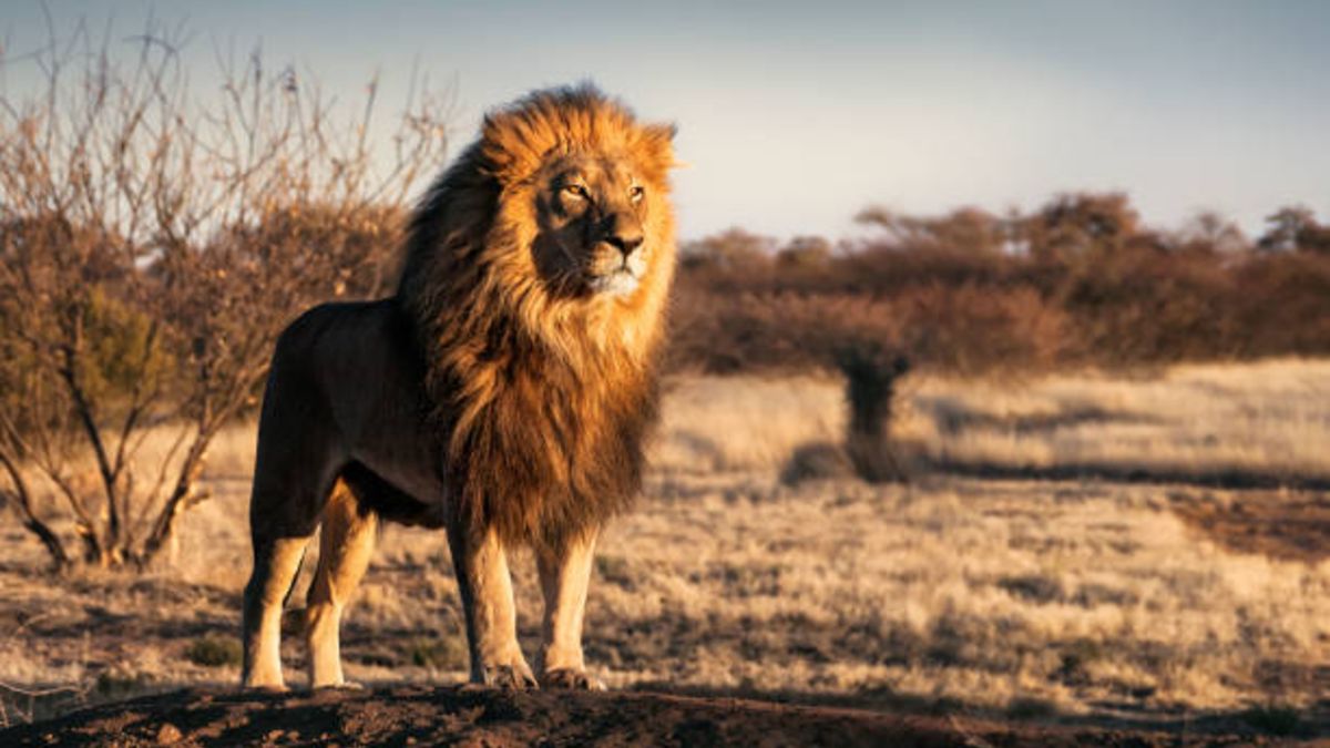 Top 33+ imagen cuantos leones existen en el mundo