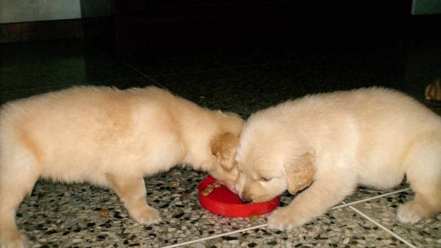 Pastel de carne para tu perro