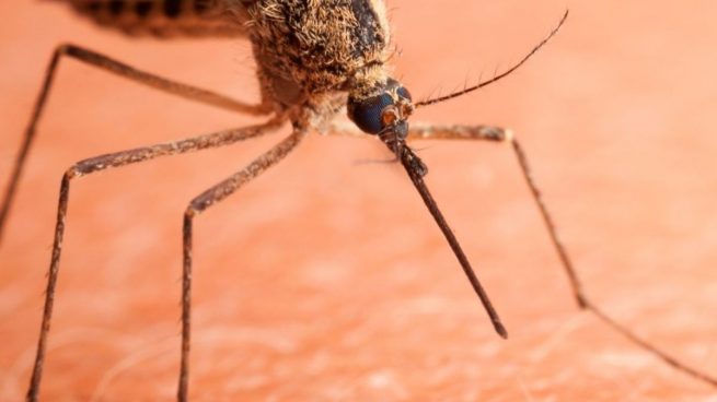 Los mosquitos pueden transmitir el coronavirus a través de las picaduras
