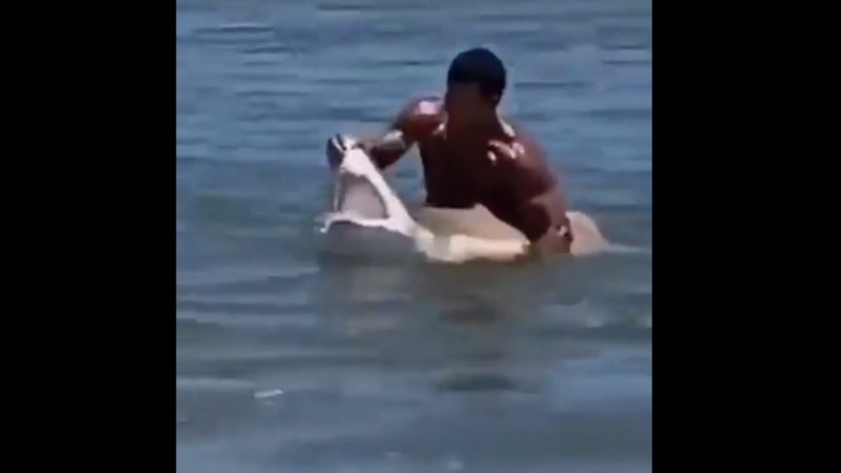 Twitter: Un hombre atrapa un tiburón con sus propias manos y lo saca del agua para hacerse fotos