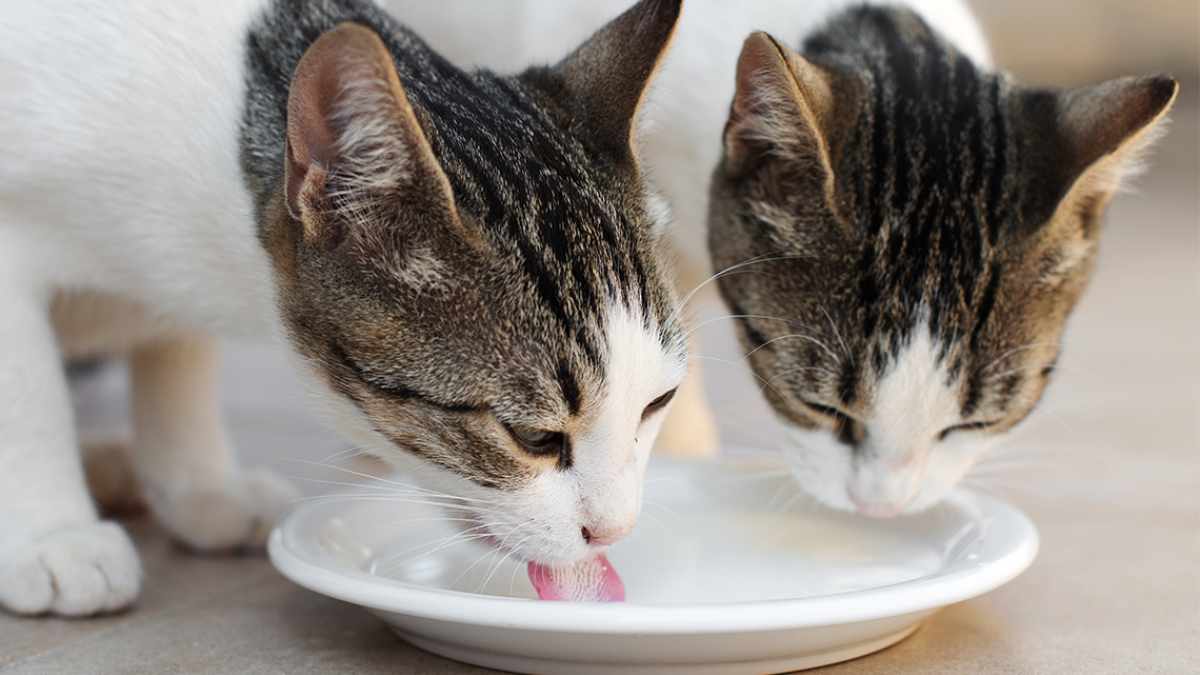 Sopas y caldos que puede tomar tu gato