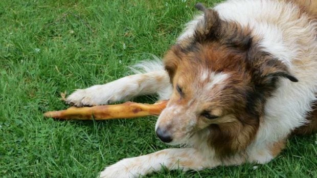 Perro comiendo