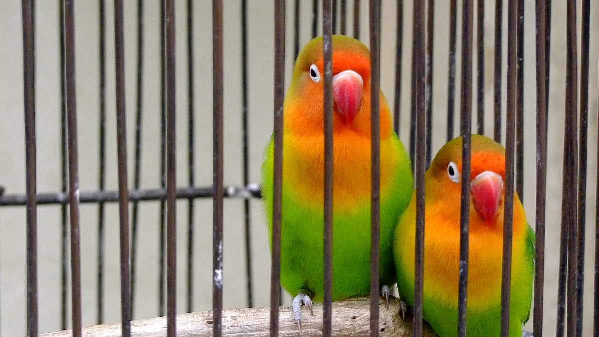 ¿Cómo se reproducen los pájaros domésticos?